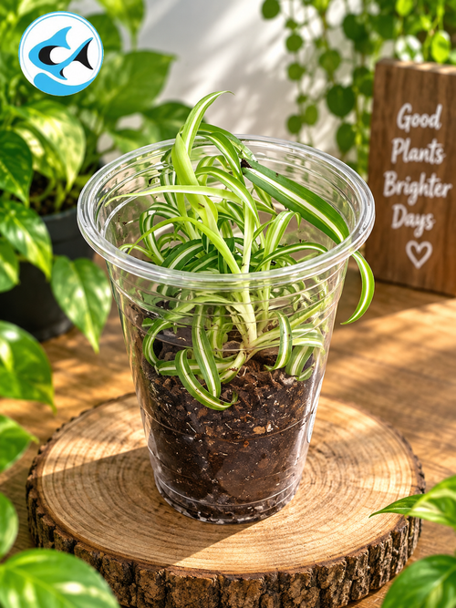 Spider Plant Chlorophytum Comosum Bonnie 9cm