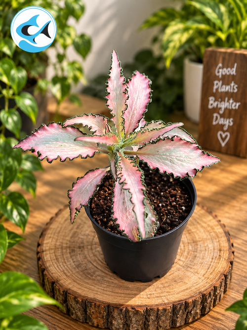 Fittonia Albivenis Pink Anne 7cm