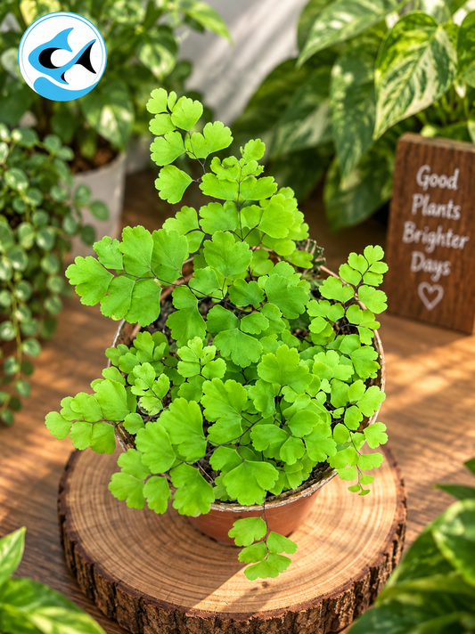 Adiantum Raddianum Maidenhair Fern Small