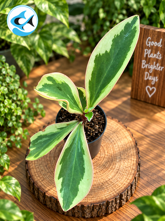 Peperomia Julii 8cm