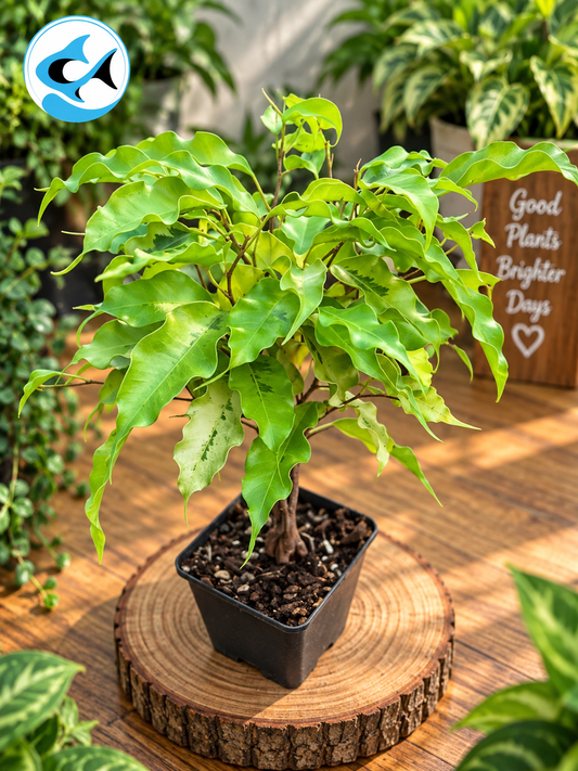 Ficus Monique 10cm