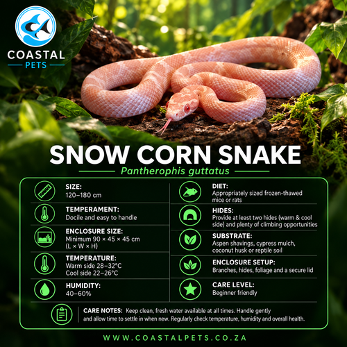 Snow Corn Snake - #CP1 - Male