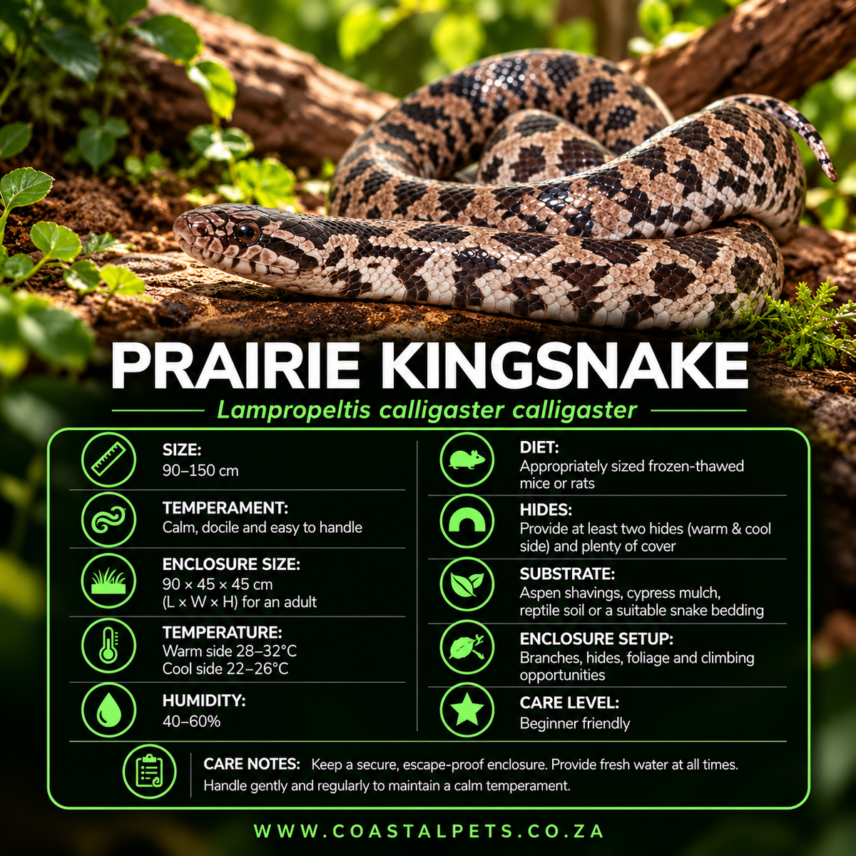Prairie King Snake #CP2