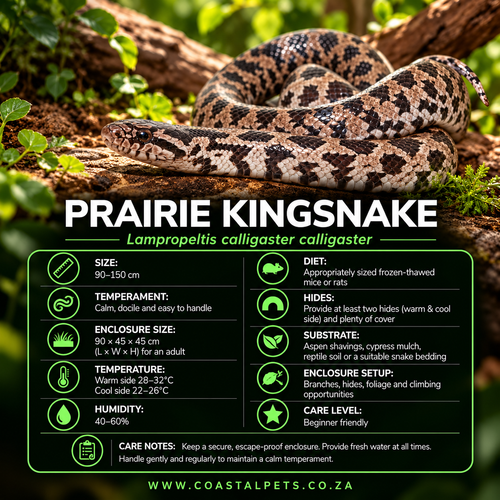 Prairie King Snake #CP2