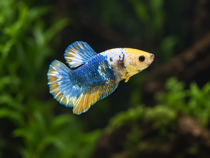 Betta Male-Yellow Fancy Plakat