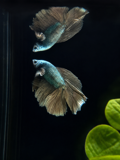 Betta-Flowertail & Doubletail Asstd