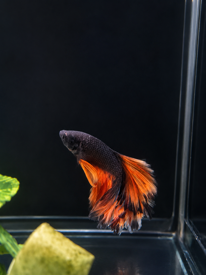 Betta-Flowertail & Doubletail Asstd