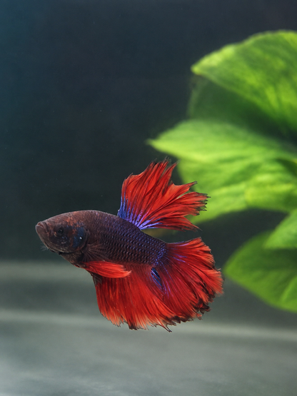 Betta-Flowertail & Doubletail Asstd