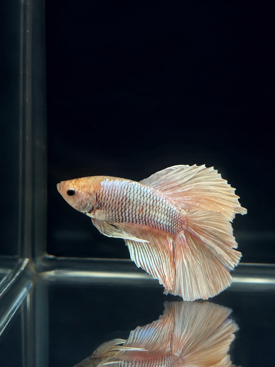 Betta-Flowertail & Doubletail Asstd