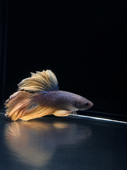 Betta-Flowertail & Doubletail Asstd