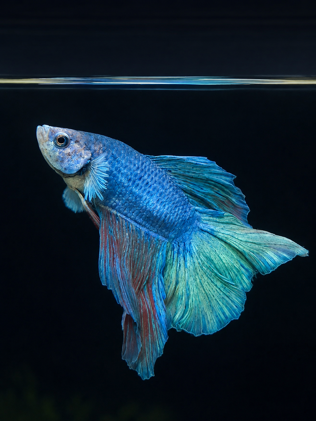 Betta-Flowertail & Doubletail Asstd
