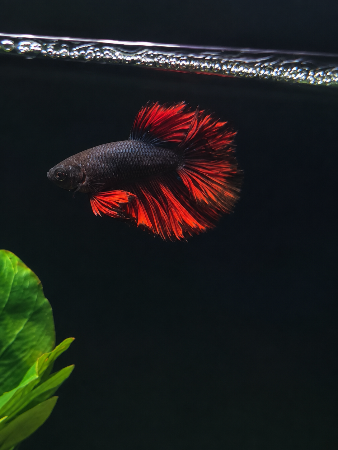 Betta-Flowertail & Doubletail Asstd