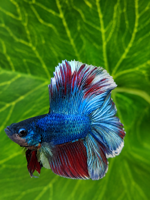 Betta-Flowertail & Doubletail Asstd