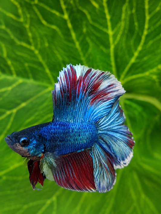 Betta-Flowertail & Doubletail Asstd