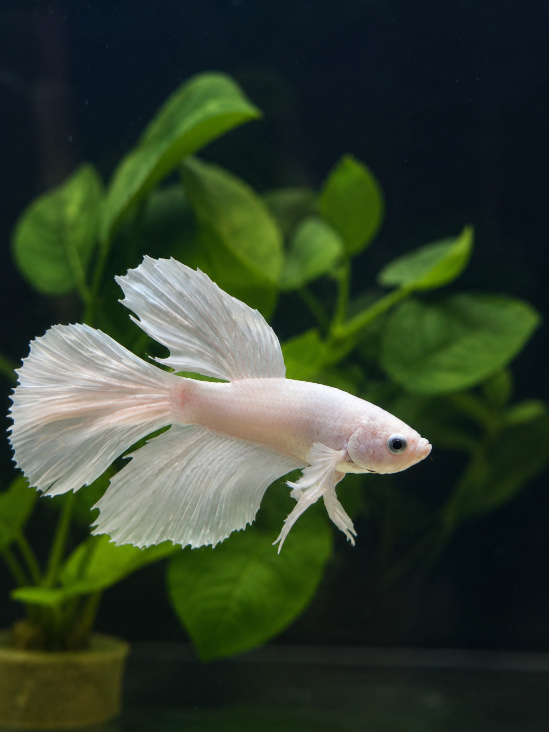 Betta-Platinum Halfmoon