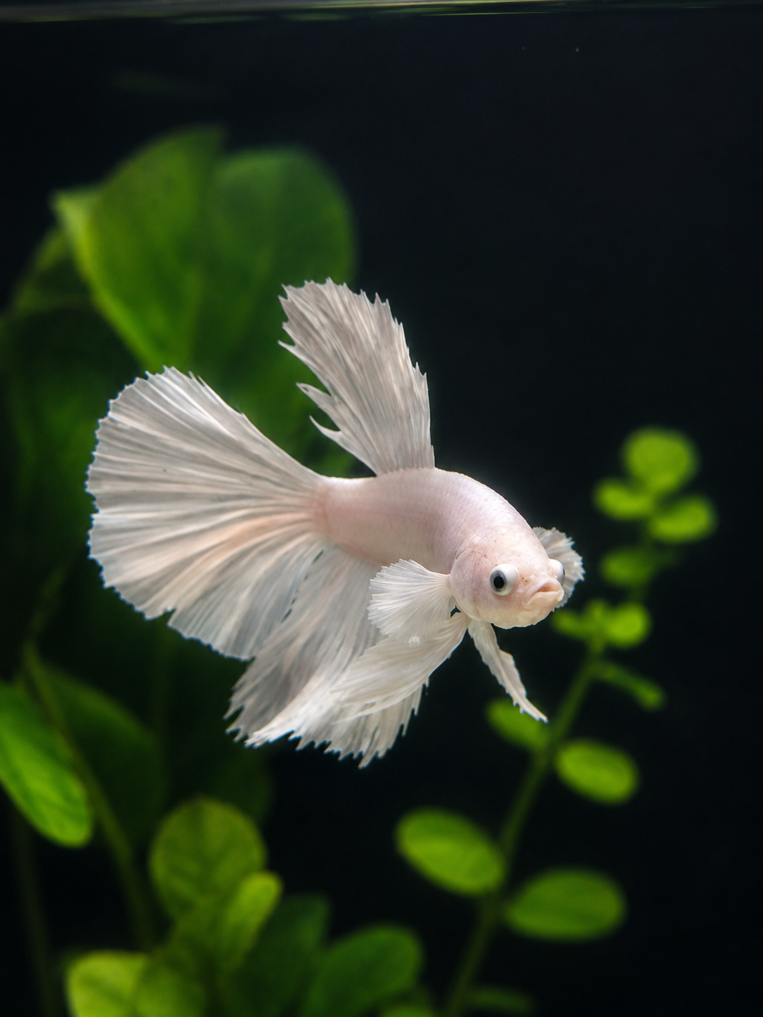 Betta-Platinum Halfmoon