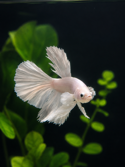 Betta-Platinum Halfmoon