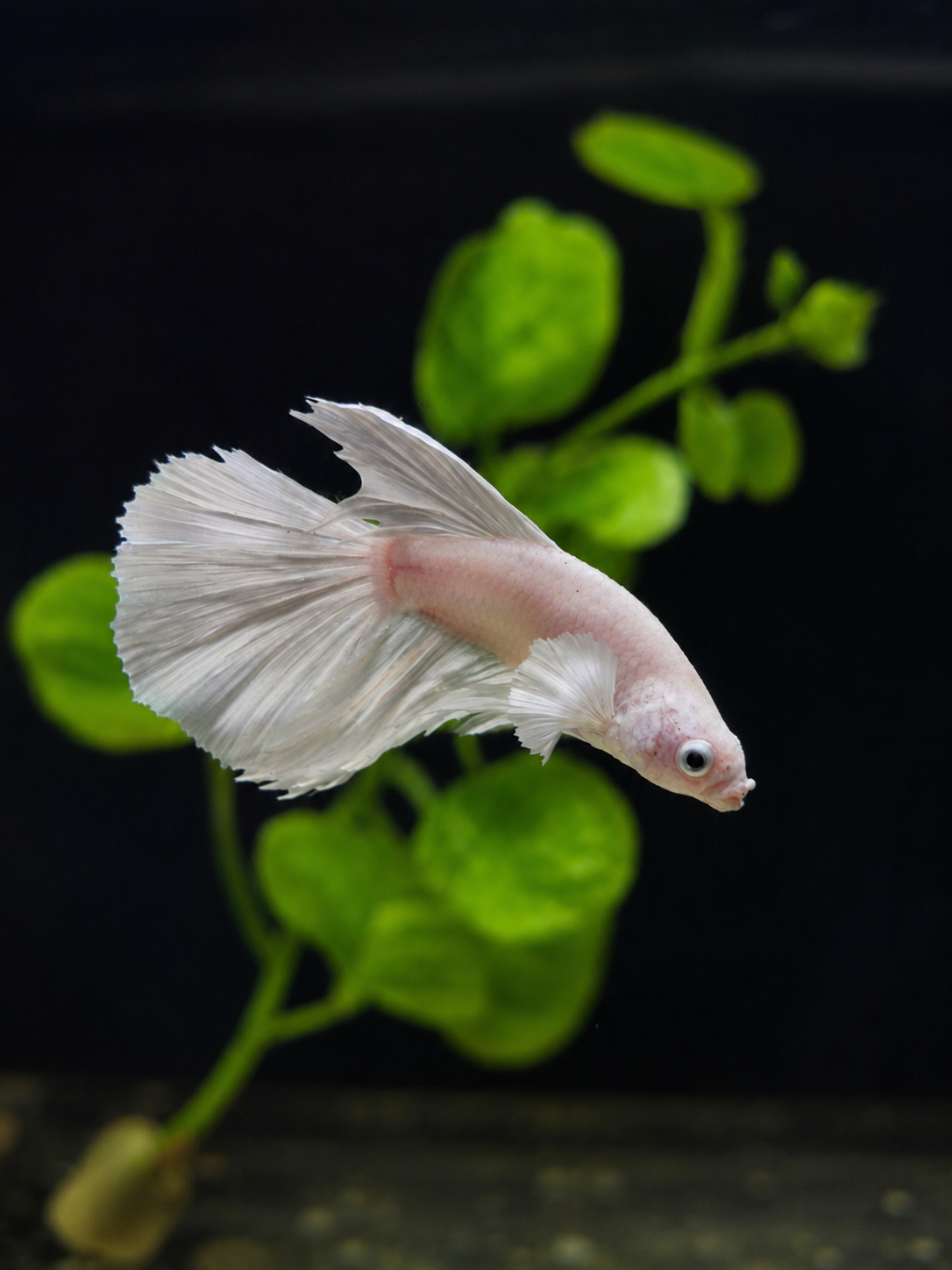 Betta-Platinum Halfmoon