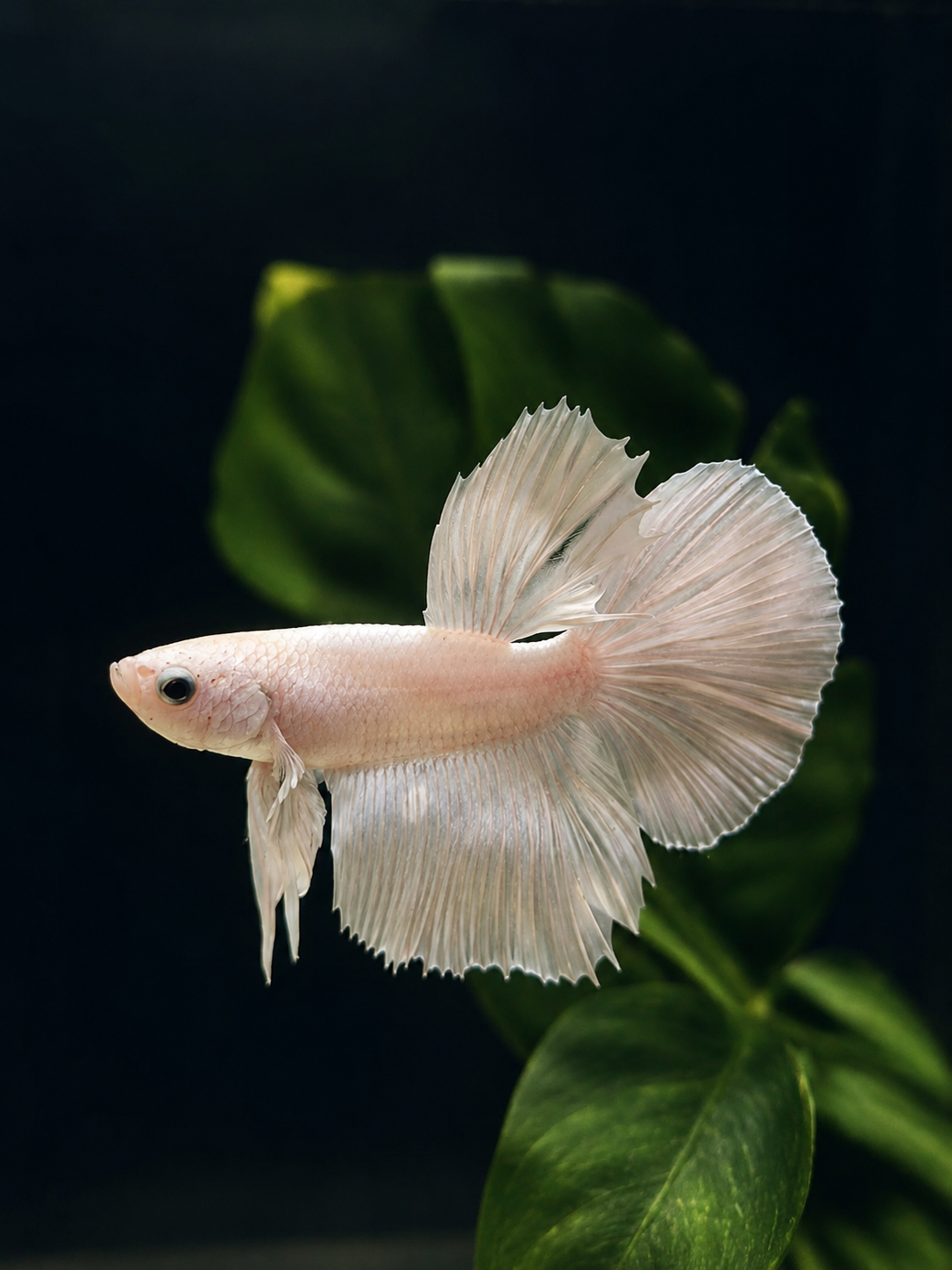 Betta-Platinum Halfmoon