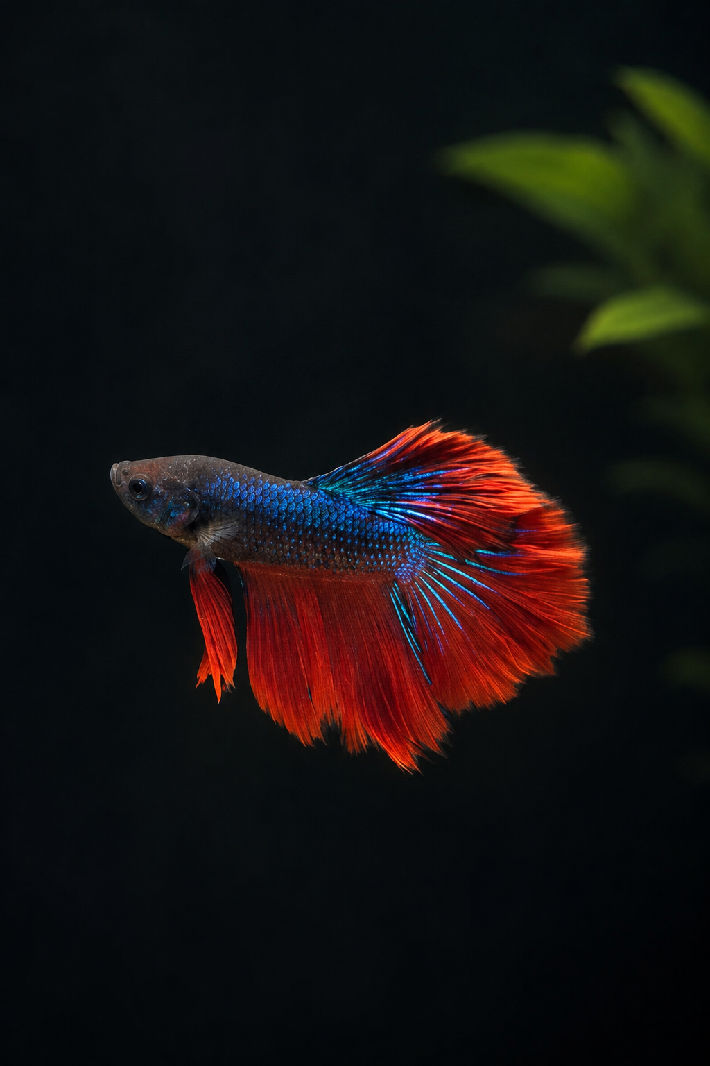 Betta-Assorted Halfmoon