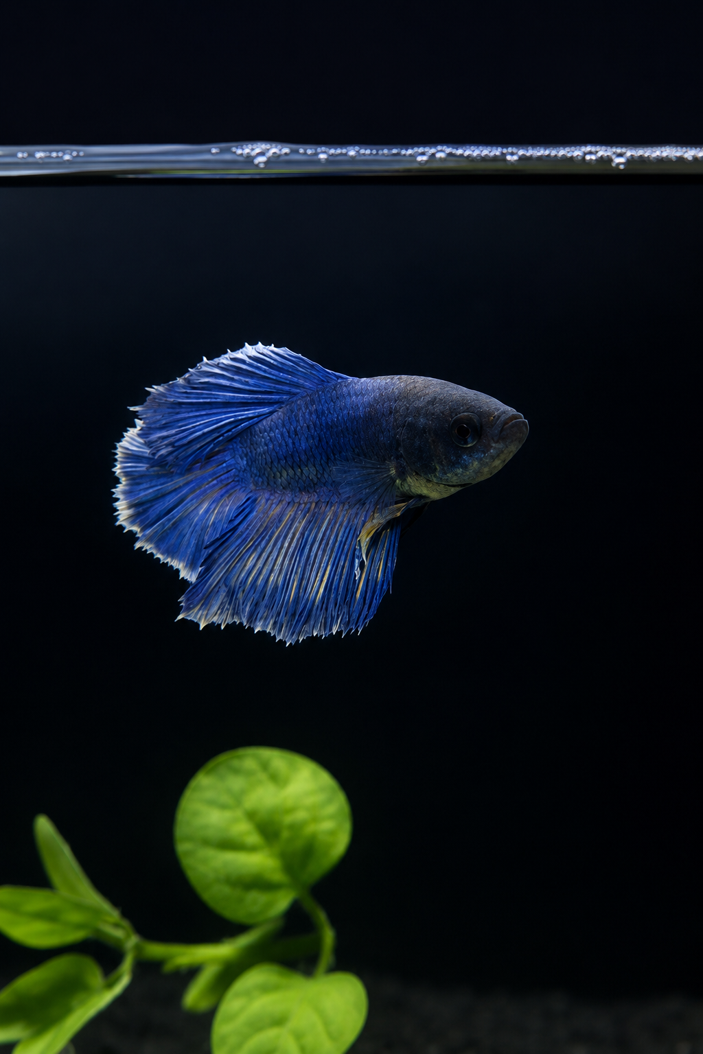 Betta-Assorted Halfmoon