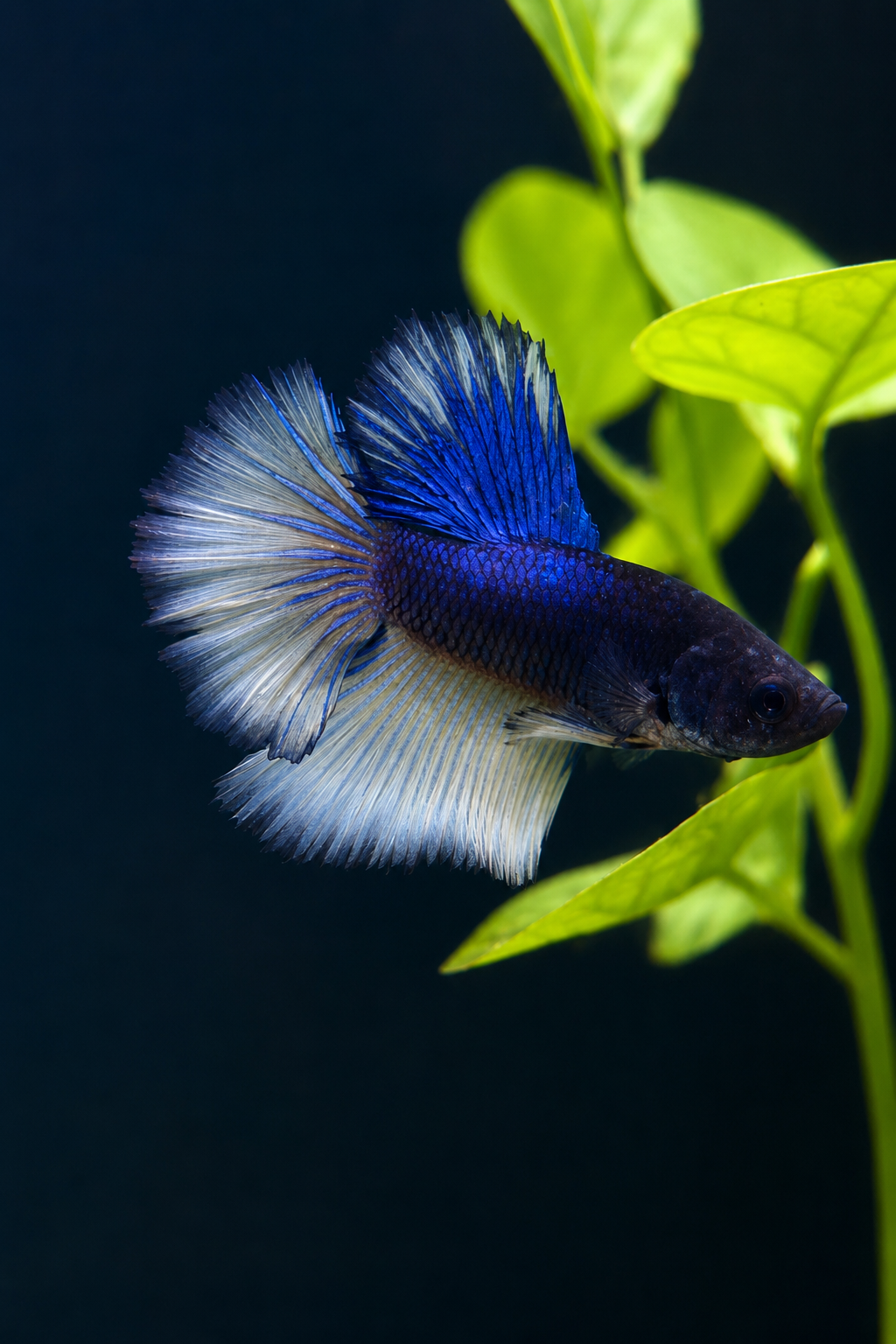 Betta-Assorted Halfmoon