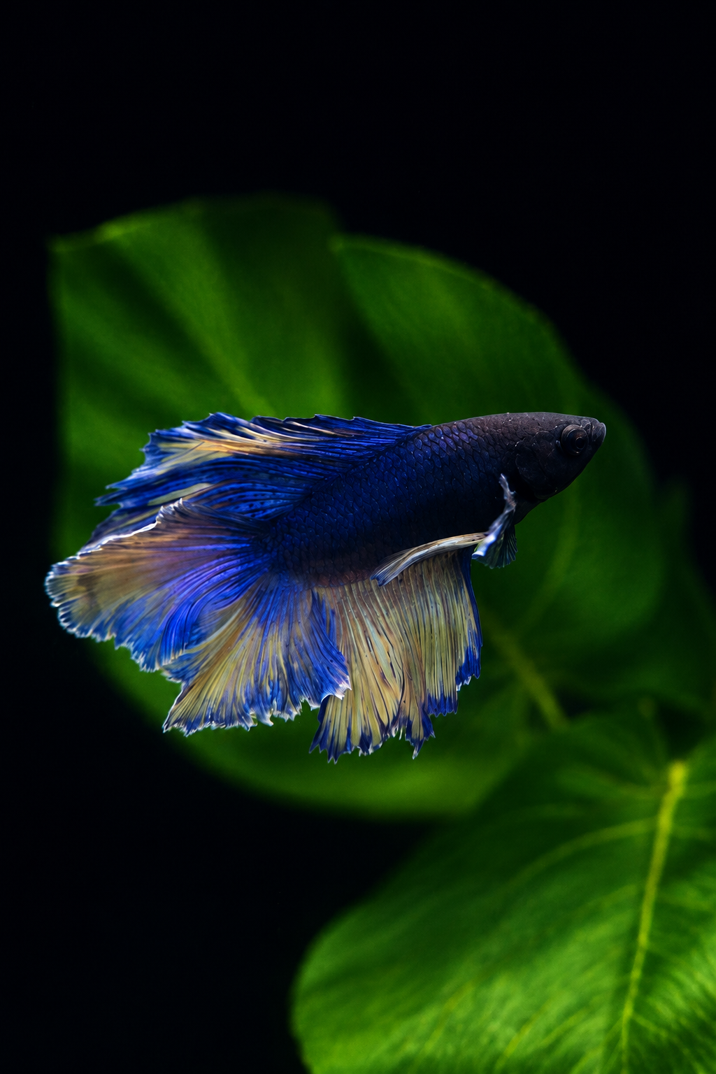 Betta-Assorted Halfmoon