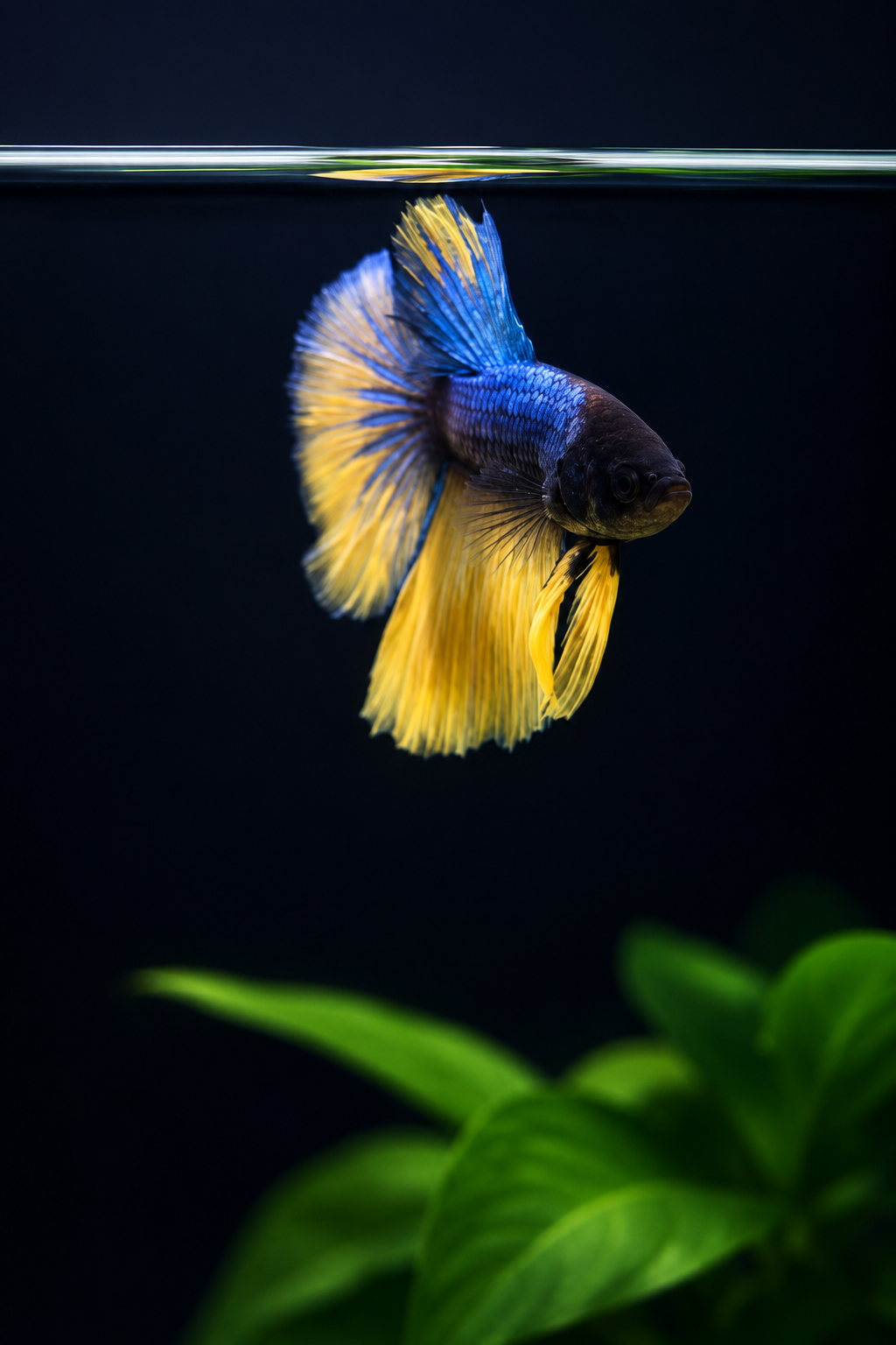 Betta-Assorted Halfmoon