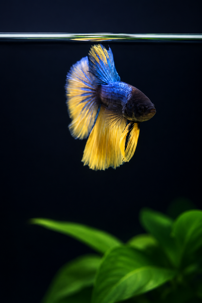 Betta-Assorted Halfmoon