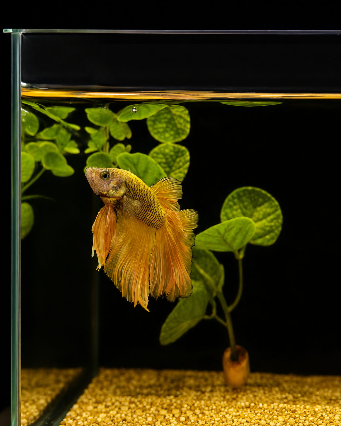 Betta-Assorted Halfmoon