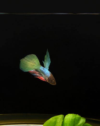Betta-Assorted Halfmoon