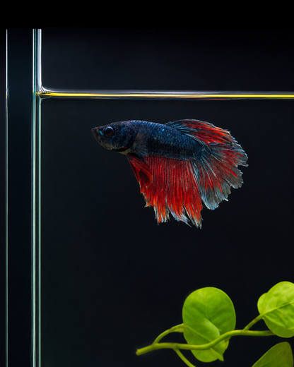 Betta-Assorted Halfmoon