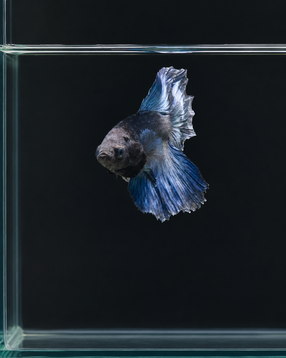Betta-Assorted Halfmoon