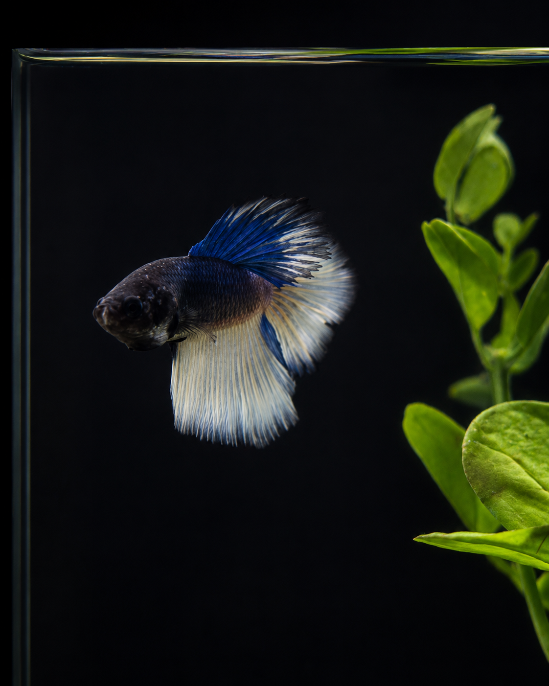 Betta-Assorted Halfmoon