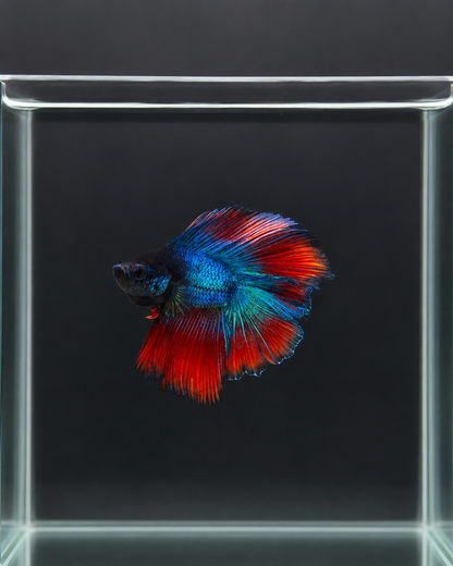 Betta-Assorted Halfmoon