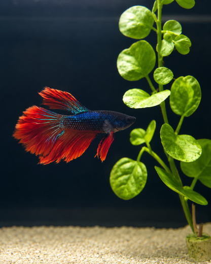 Betta-Assorted Halfmoon