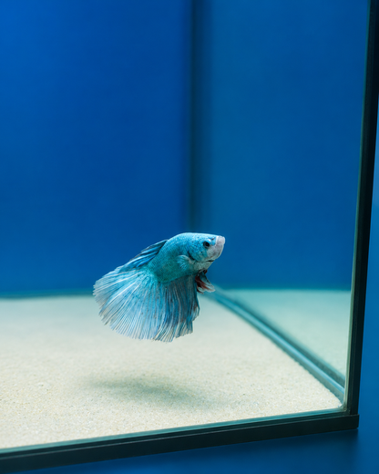 Betta-Assorted Halfmoon
