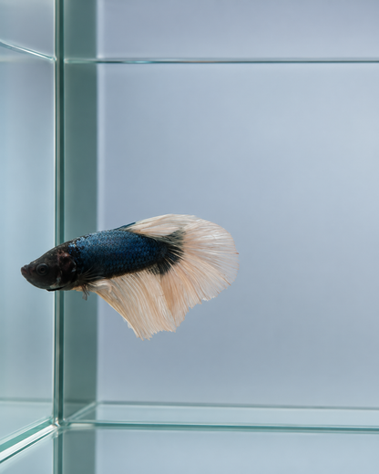 Betta-Assorted Halfmoon