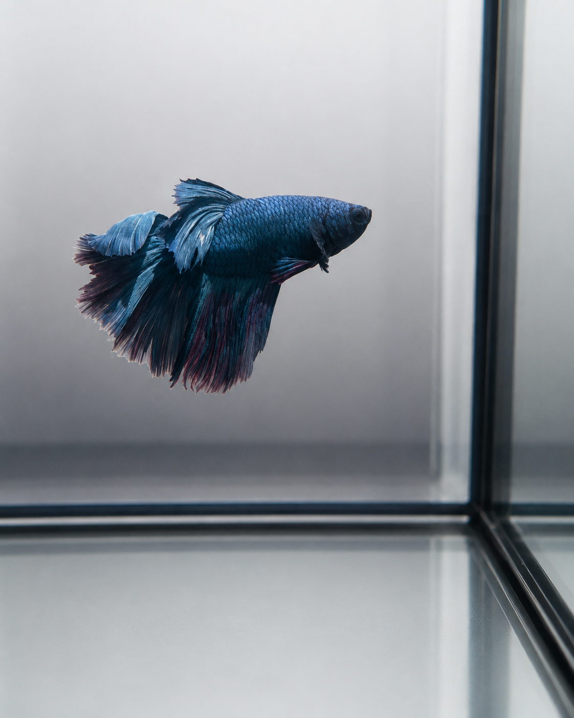 Betta-Assorted Halfmoon