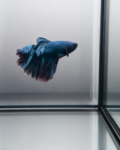 Betta-Assorted Halfmoon