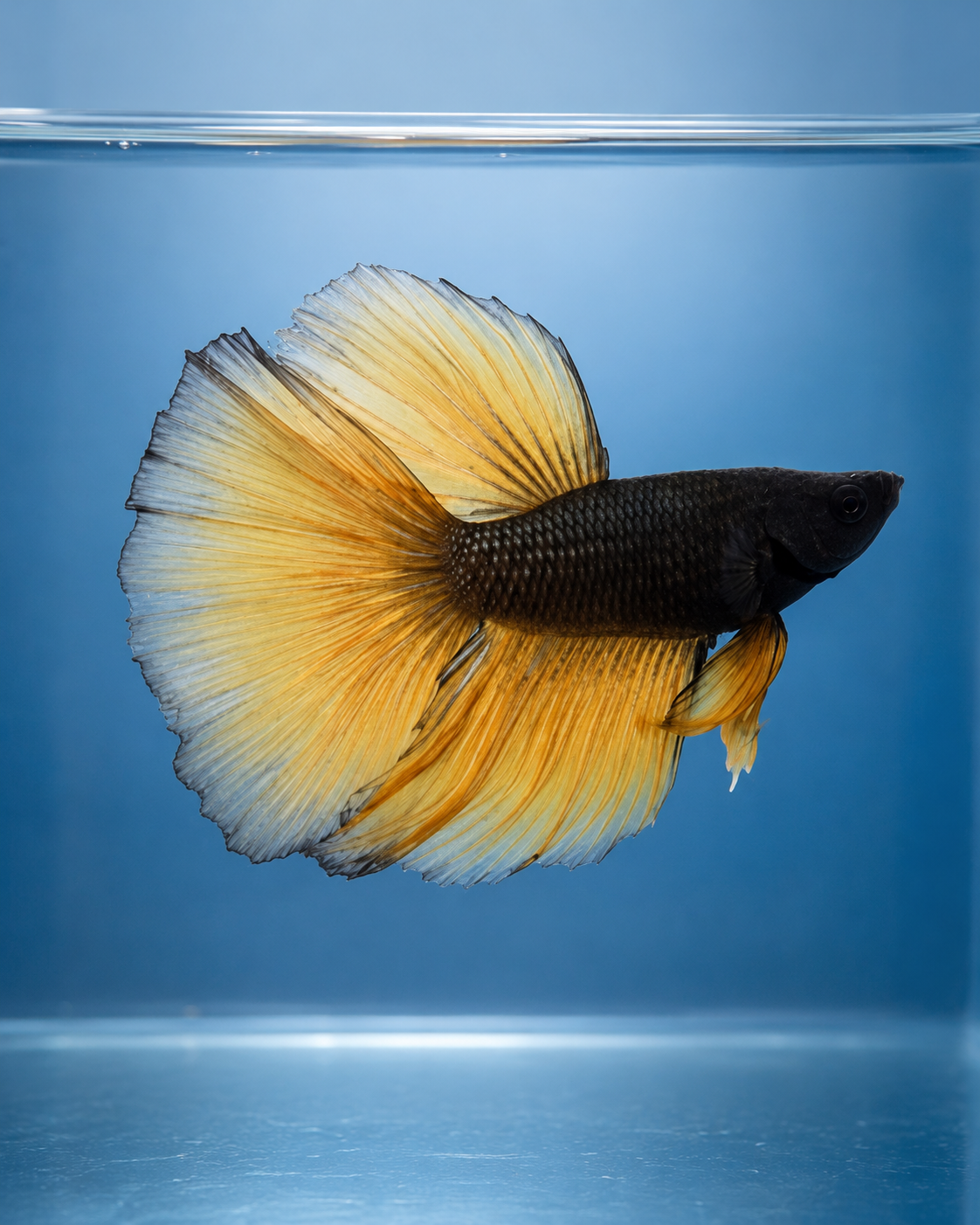Betta-Assorted Halfmoon