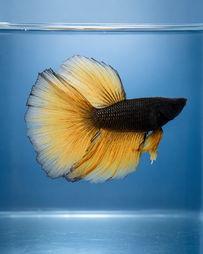 Betta-Assorted Halfmoon
