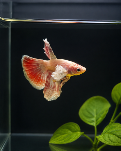 Betta-Assorted Dumbo