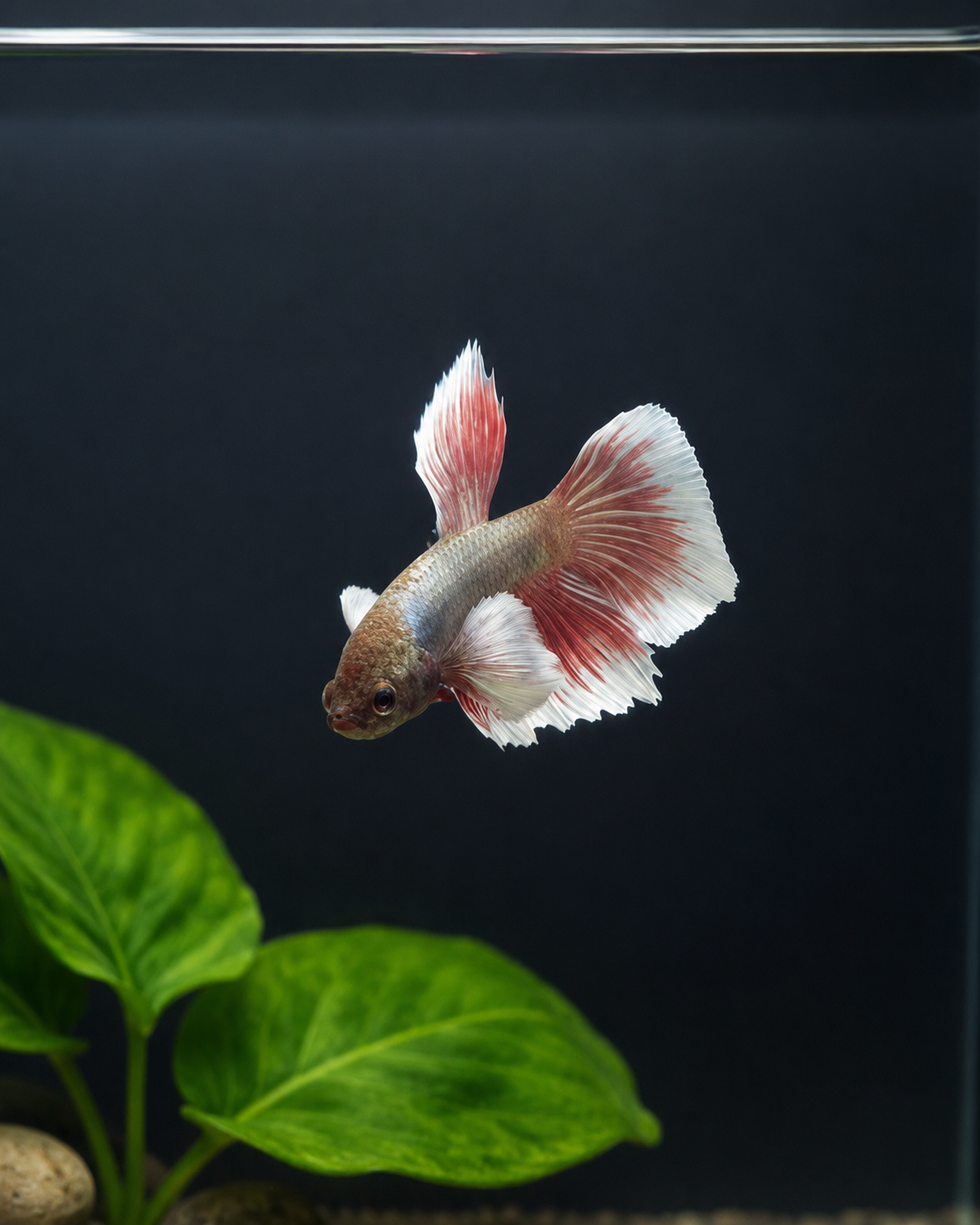 Betta-Assorted Dumbo
