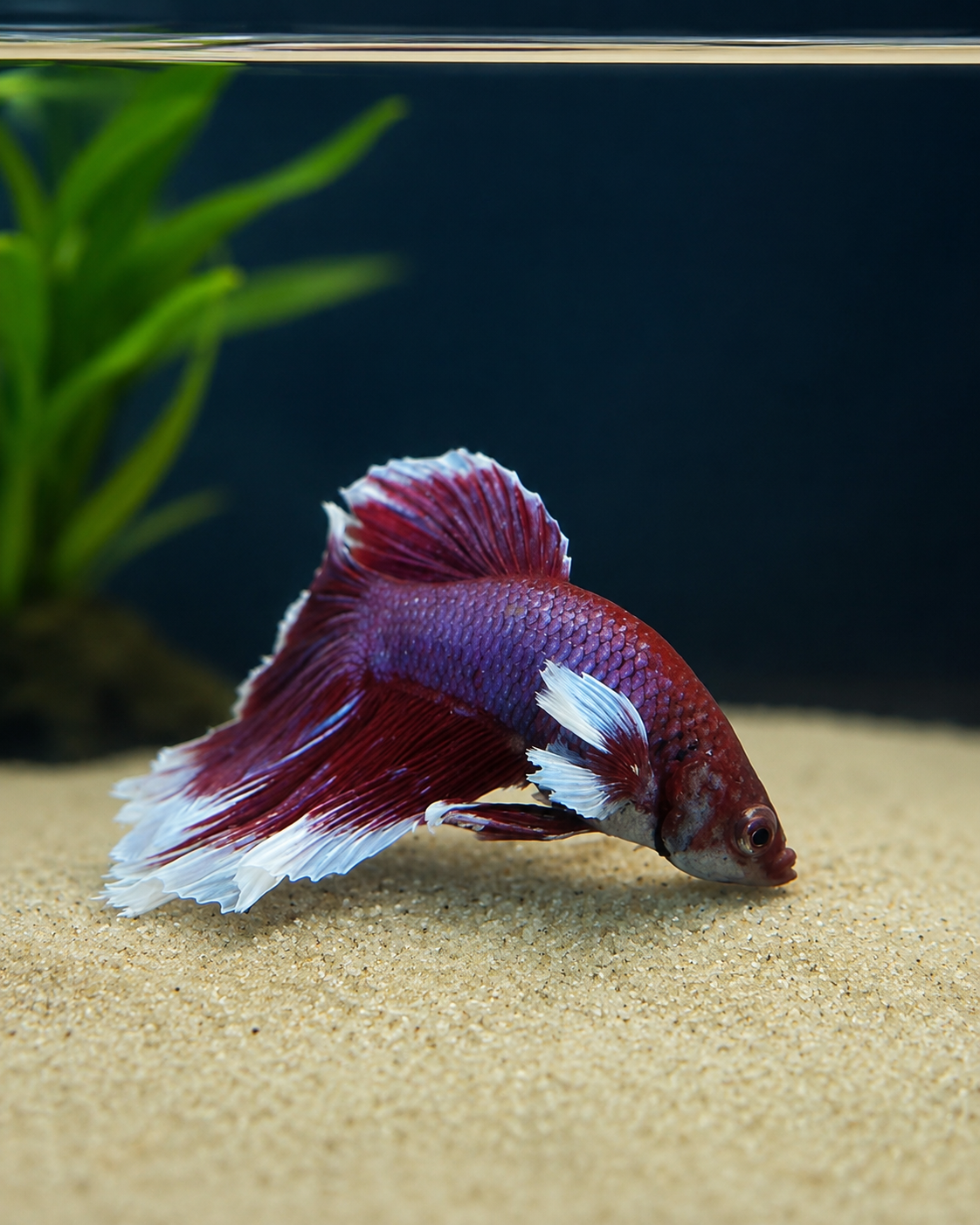 Betta-Assorted Dumbo