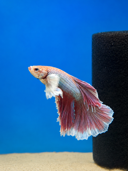 Betta-Assorted Dumbo