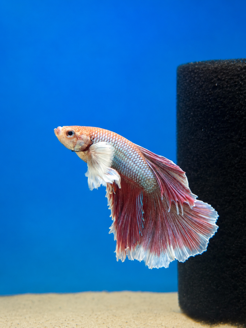 Betta-Assorted Dumbo
