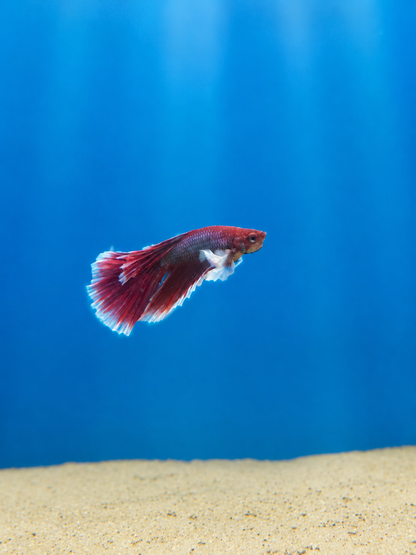 Betta-Assorted Dumbo