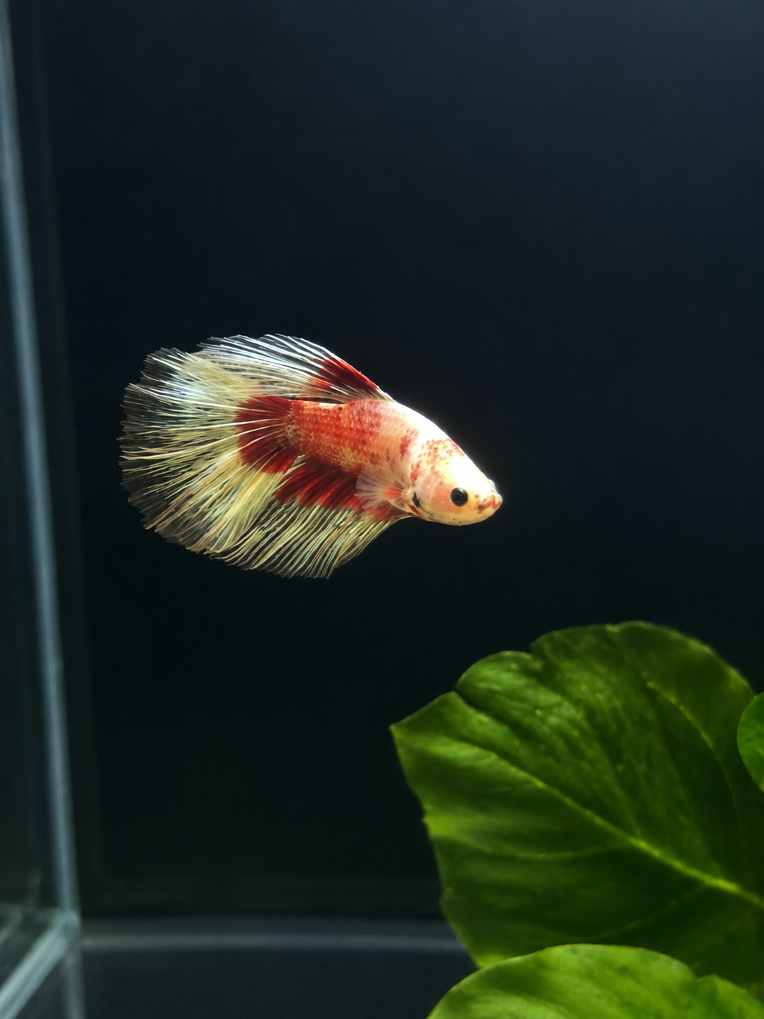 Betta-Assorted Halfmoon