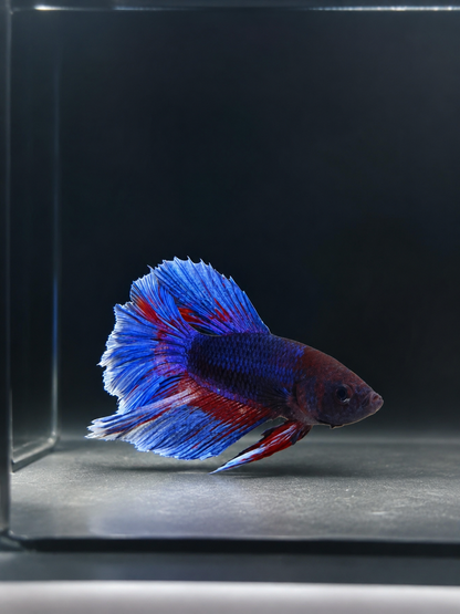 Betta-Assorted Halfmoon